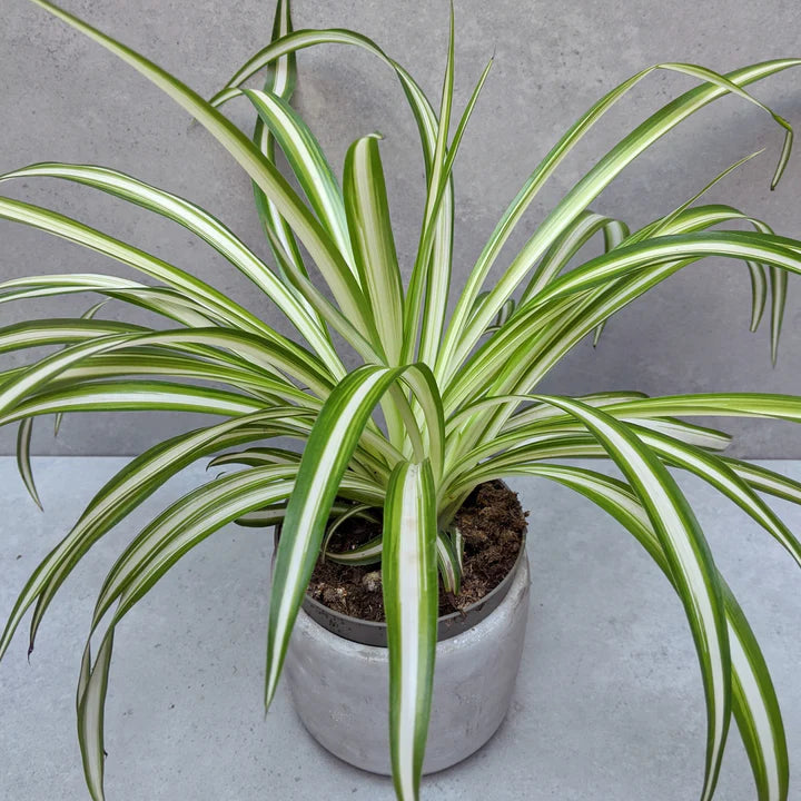 Spider Plants