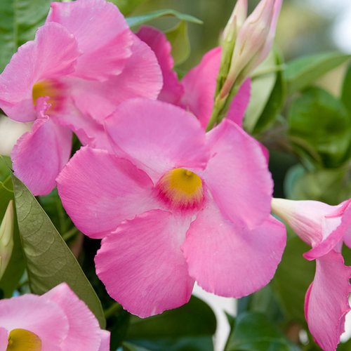 Mandevilla (Pink) Flowers Plants