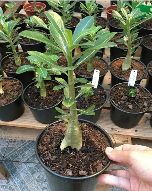 Adenium Rosy Variety Grafted Plants