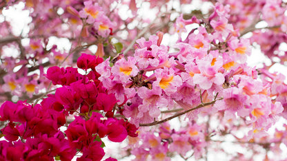 Jacaranda Flowers Plants (pink)