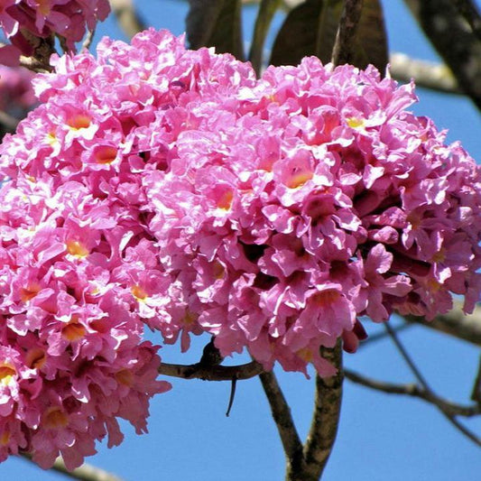 Jacaranda Flowers Plants (pink)