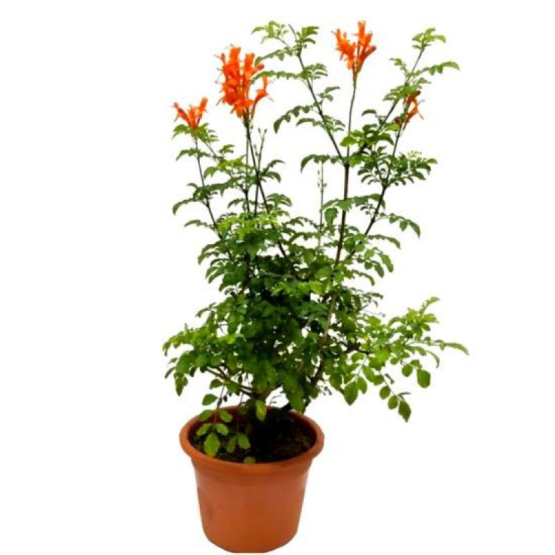 Tecoma Flowers Plant  (Orange)