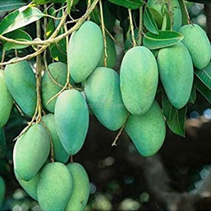 Thai All Time Mango Fruit Plant grafted