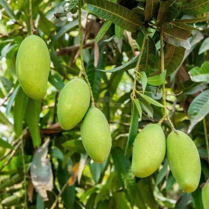 THAI DWARF All Time(Sour) mango plants