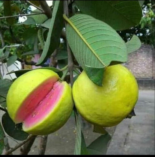 Thai Pink guava plant