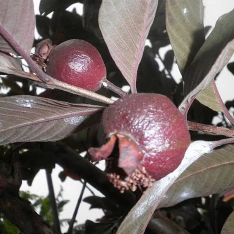 Thai Red Guava plants