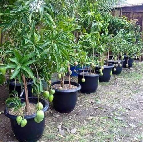 THAI DWARF All Time(Sour) mango plants