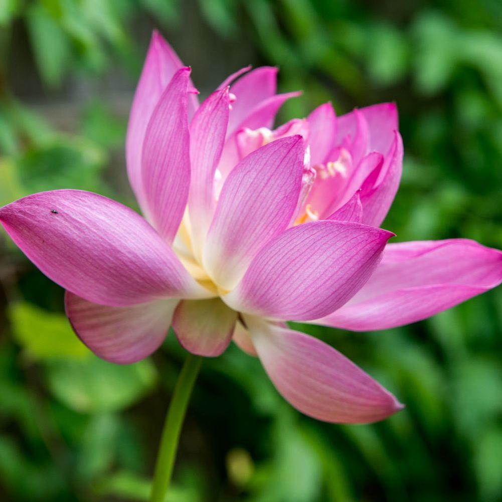 Lotus Tubers Flowers Plants (blubs)