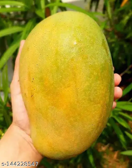 MALLIKA MANGO FRUIT PLANTS(GRAFTED)