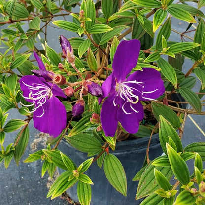 Tibouchina(Pink) Flower Plante