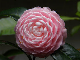 CAMELLIA FLOWERS PLANTS