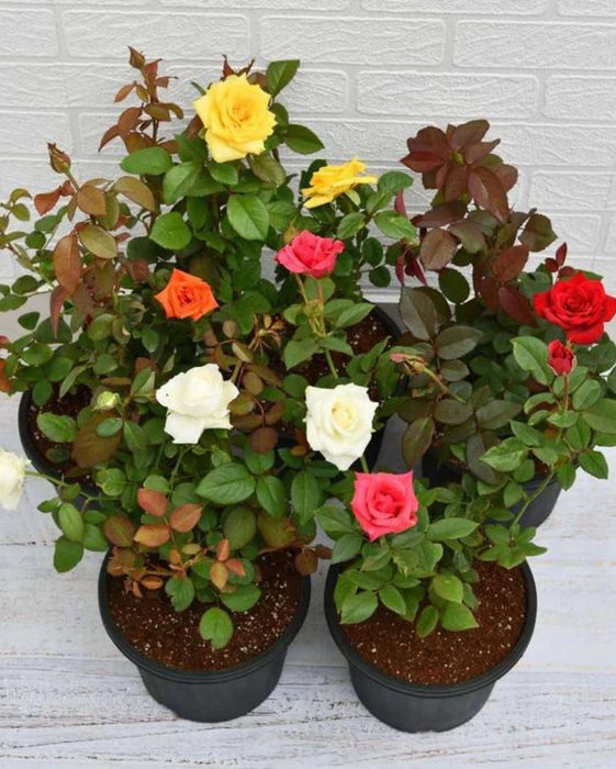 Combo Roses Flower Plants