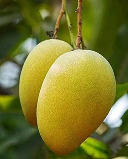 LANGRA MANGO  Fruit plants (grafting)