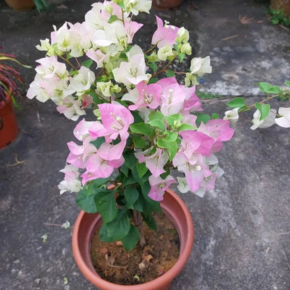 Bougainvillea Flowers PLANT( ID- ICE CREAM)