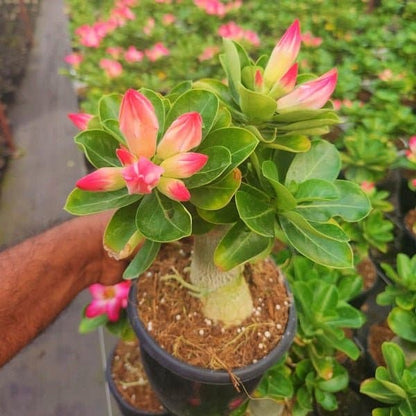 ROSY VARIETY GRAFTED ADENIUM FLOWERS  PLANTS