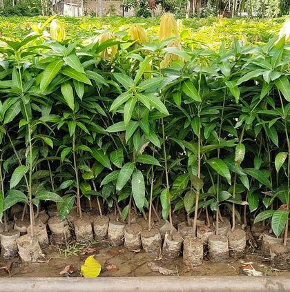 BANAGANPALLI MANGO FURIT PLANTE( Grafting )