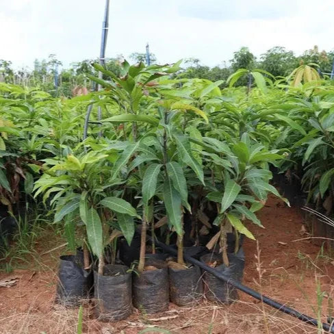 YELLOW BANANA MANGO  Fruit plants