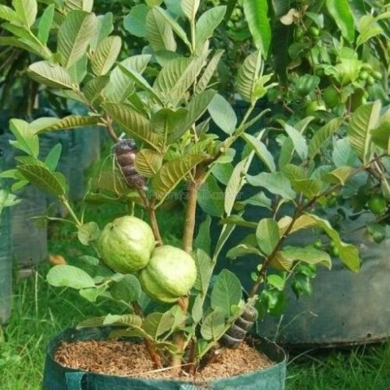 Vietnam ALL time Guava plant