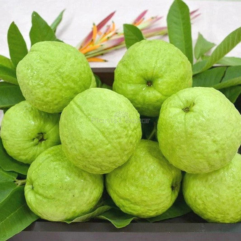 Vietnam ALL time Guava plant – Haven plant
