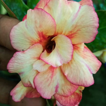 ROSY VARIETY GRAFTED ADENIUM FLOWERS PLANTS