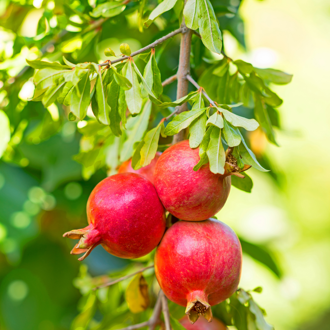 Pomegranate fruit Plants