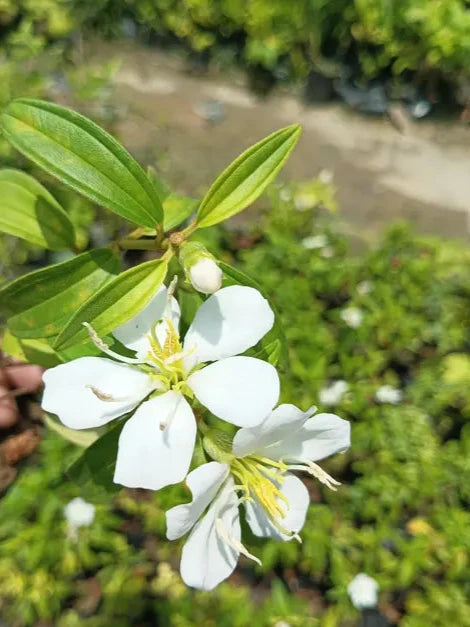 Tibouchina FLOWERS PLANTS (White)