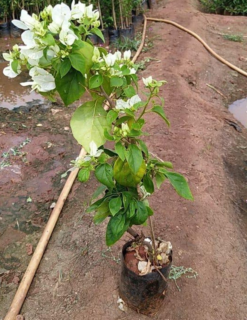 BOUGAINVILLEA WHITE  FLOWERS PLANTS