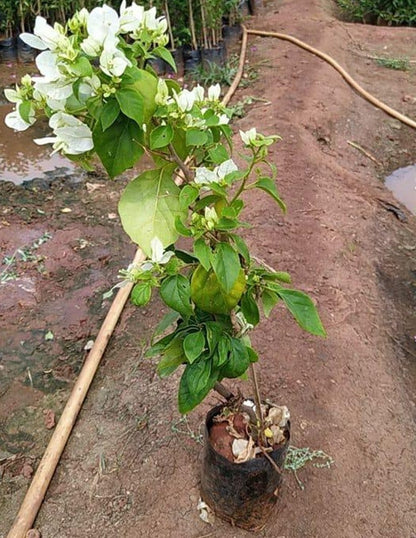 BOUGAINVILLEA WHITE  FLOWERS PLANTS