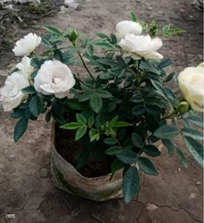 Climbing Rose(White) Flower Plants