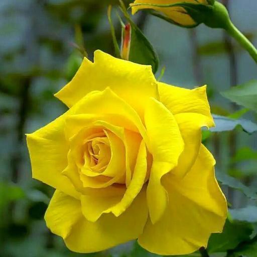 Yellow Rose (Hybrid)