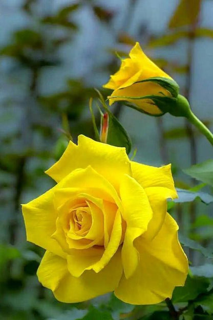 English rose(Yellow)