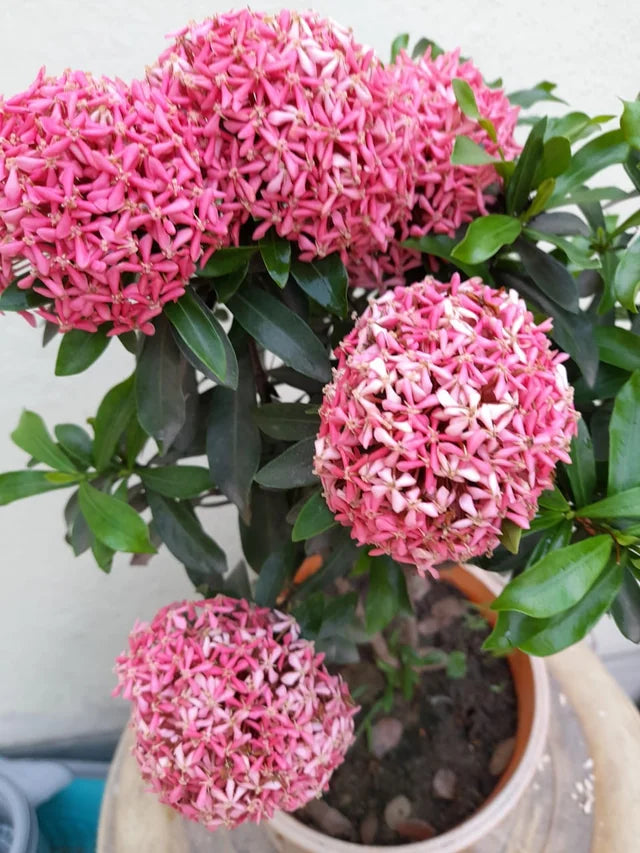 Chinese Ixora Flowers Plants (PINK)