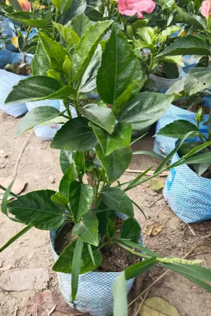 Australian Hibiscus Flowers Plants