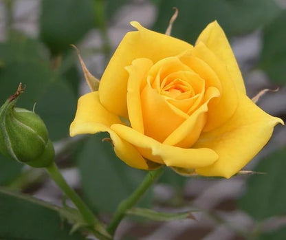 Yellow Rose (Hybrid)