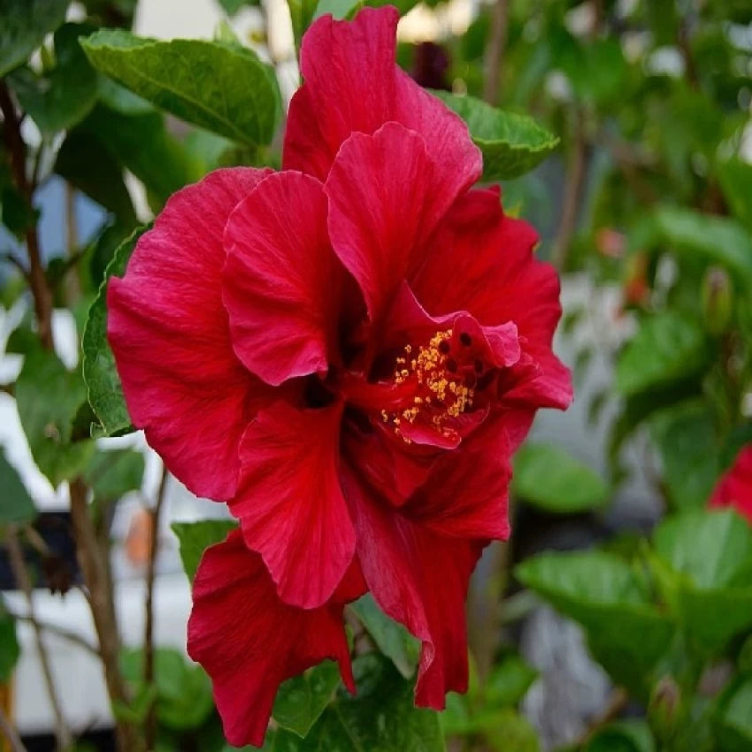 Austrian Hibiscus (Red Thoka) Flowers Plant