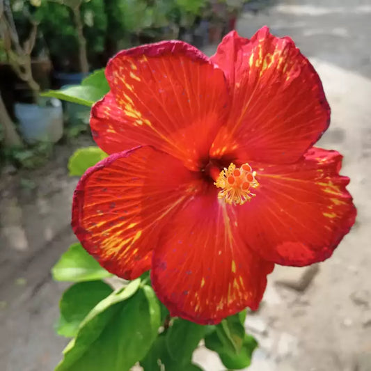 Austrian Hibiscus Flowers Plants *Tiger Shade*