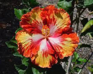 Hibiscus Flowers plants