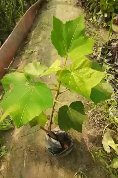 LAND LOTUS FLOWERS PLANTS