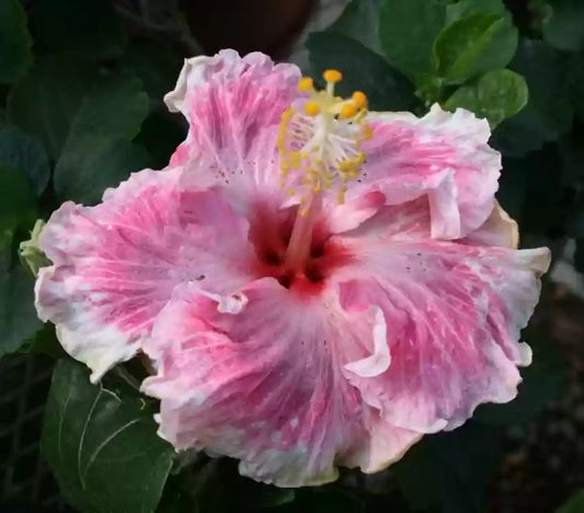 Austrian Hibiscus Flowers Plants (White and Pink Shaded)