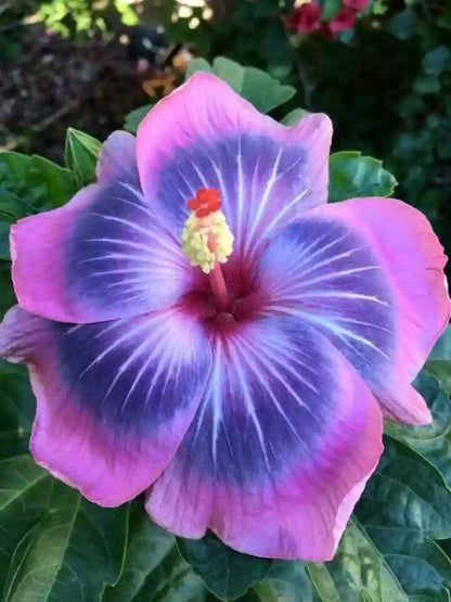 Austrelian Hibiscus Rare Colors