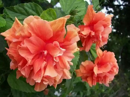 Austrian Hibiscus Flowers Plants <Light Orange Thoka)>