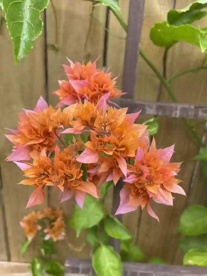 Bougainville Flowering (Mahara) Plants