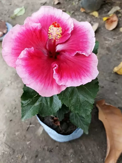 Austrian Hibiscus plants [White and Red Shaded]