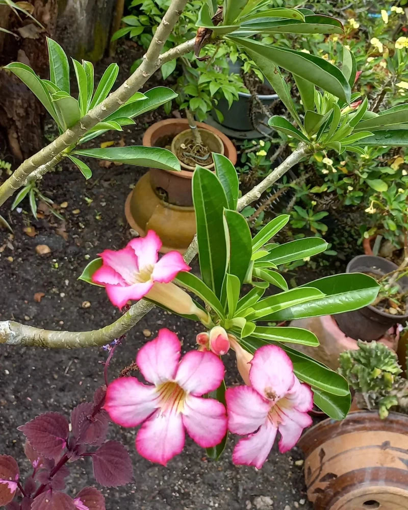 ROSY VARIETY  ADENIUM FLOWERS PLANTS