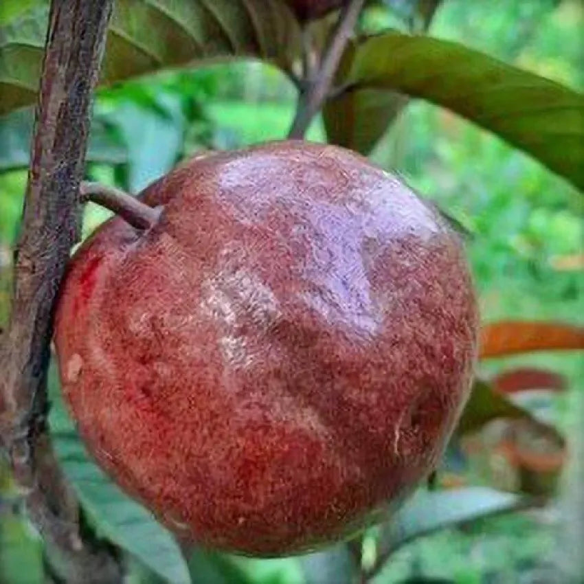 Apple Croos Guava Plants