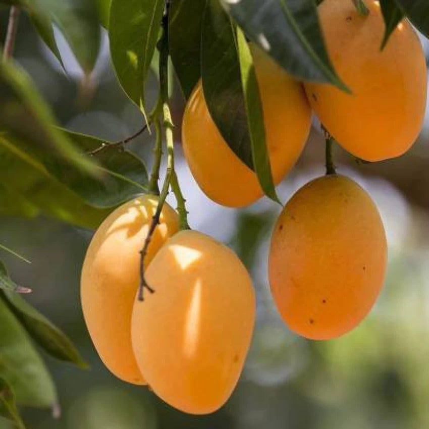 KOHITUR MANGO GRAFTING PLANT