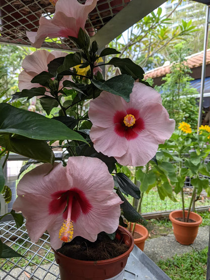 AMERICAN HIBISCUS FLOWERS PLANTS