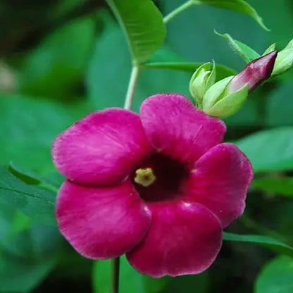 Allamanda Flower Plant (Meroon)