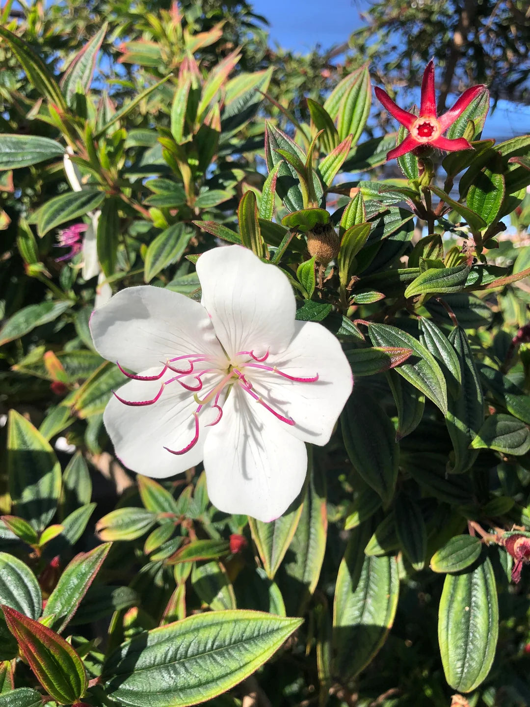 Tibouchina FLOWERS PLANTS (White)